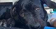 Aïko a rejoint le concours — aidez-le/la à gagner de superbes lots ! black_dog, dog, pet, lying_down, indoors, animal, face, eyes, resting, floor, window, shelf, room, canine, looking_at_camera, close_up, fur, nose, ears, home