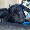 black_dog, dog, pet, lying_down, indoors, animal, face, eyes, resting, floor, window, shelf, room, canine, looking_at_camera, close_up, fur, nose, ears, home