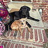 Aïko participe au concours pour gagner de l'argent avec cette photo : dog, black_dog, small_dog, brick, doorstep, outdoor, pets, canine, resting, collar, house, step, friendship, animal, companions, curious, front_door, porch, fur, cute