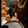 Aïko participe au concours pour gagner de l'argent avec cette photo : black_puppy, dog, puppy, floor, checkered_floor, pet_bed, red_toy, chair, indoor, household, curious, attentive, animal, pet, young_dog, tile_floor, shadow, brown, yellow, black