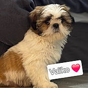 Vaïko participe au concours pour gagner de l'argent avec cette photo : affenpinscher, animal, businesscard, canine, cat, cockerspaniel, dog, envelope, greetingcard, kitten, mail, paper, person, pet, poodle, puppy, sleeping, snout, terrier, text