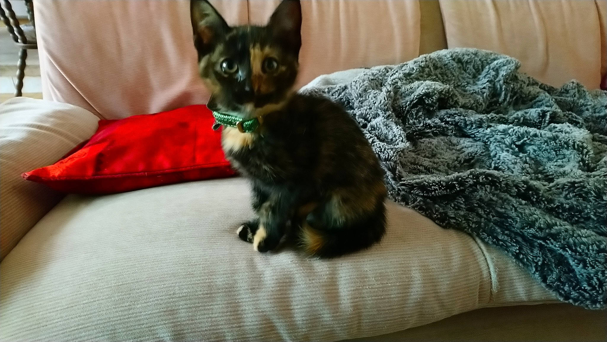 Izia participe au concours pour gagner de l'argent avec cette photo : asian, carnivore, cat, cornish_rex, devon_rex, felidae, german_rex, kitten, mammal, oriental_longhair, rex_cat, small_to_medium_sized_cats, vertebrate, whiskers