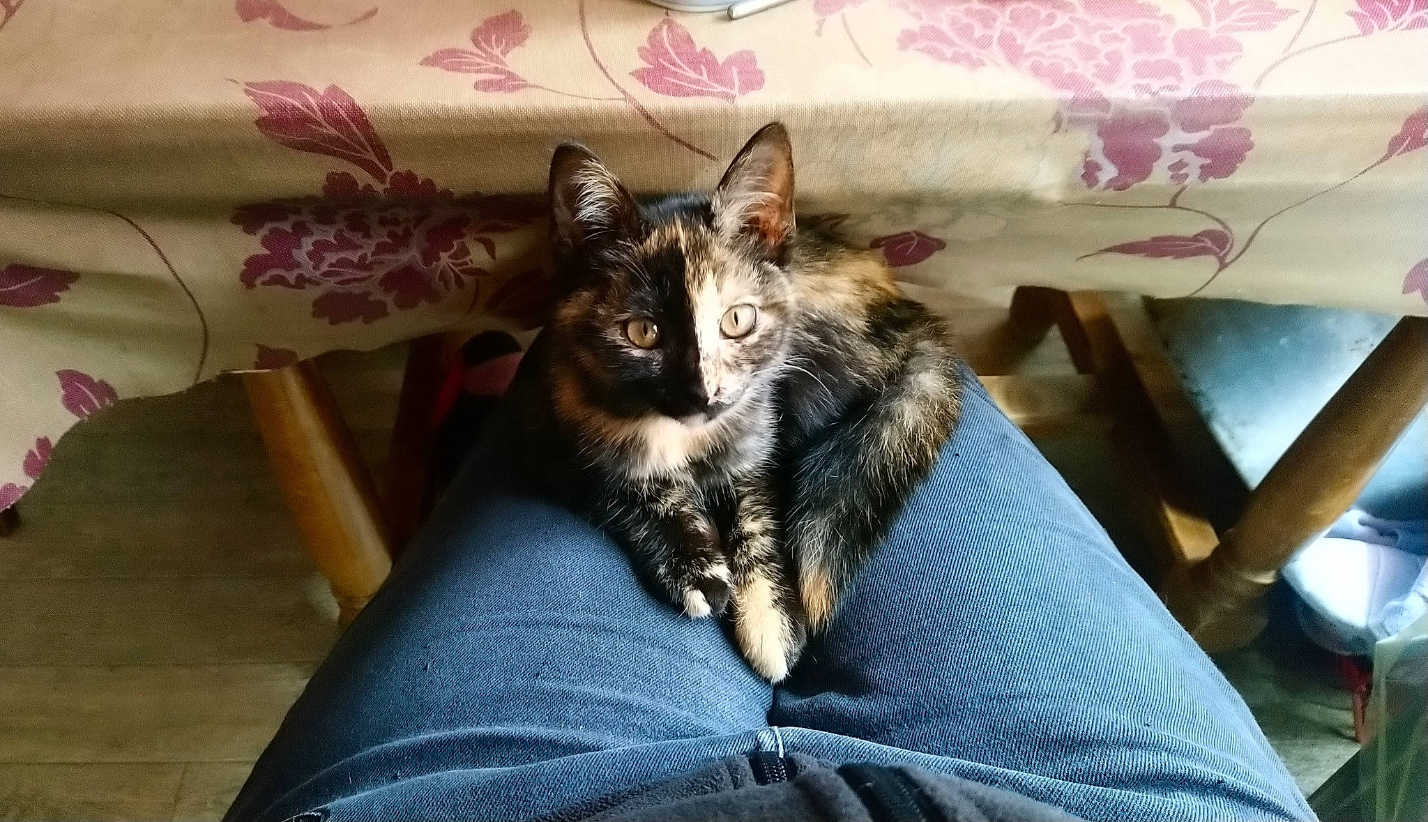 Izia participe au concours pour gagner de l'argent avec cette photo : american_shorthair, asian, carnivore, cat, domestic_short_haired_cat, dragon_li, european_shorthair, felidae, kitten, maine_coon, mammal, oriental_longhair, pixie_bob, small_to_medium_sized_cats, tabby_cat, whiskers