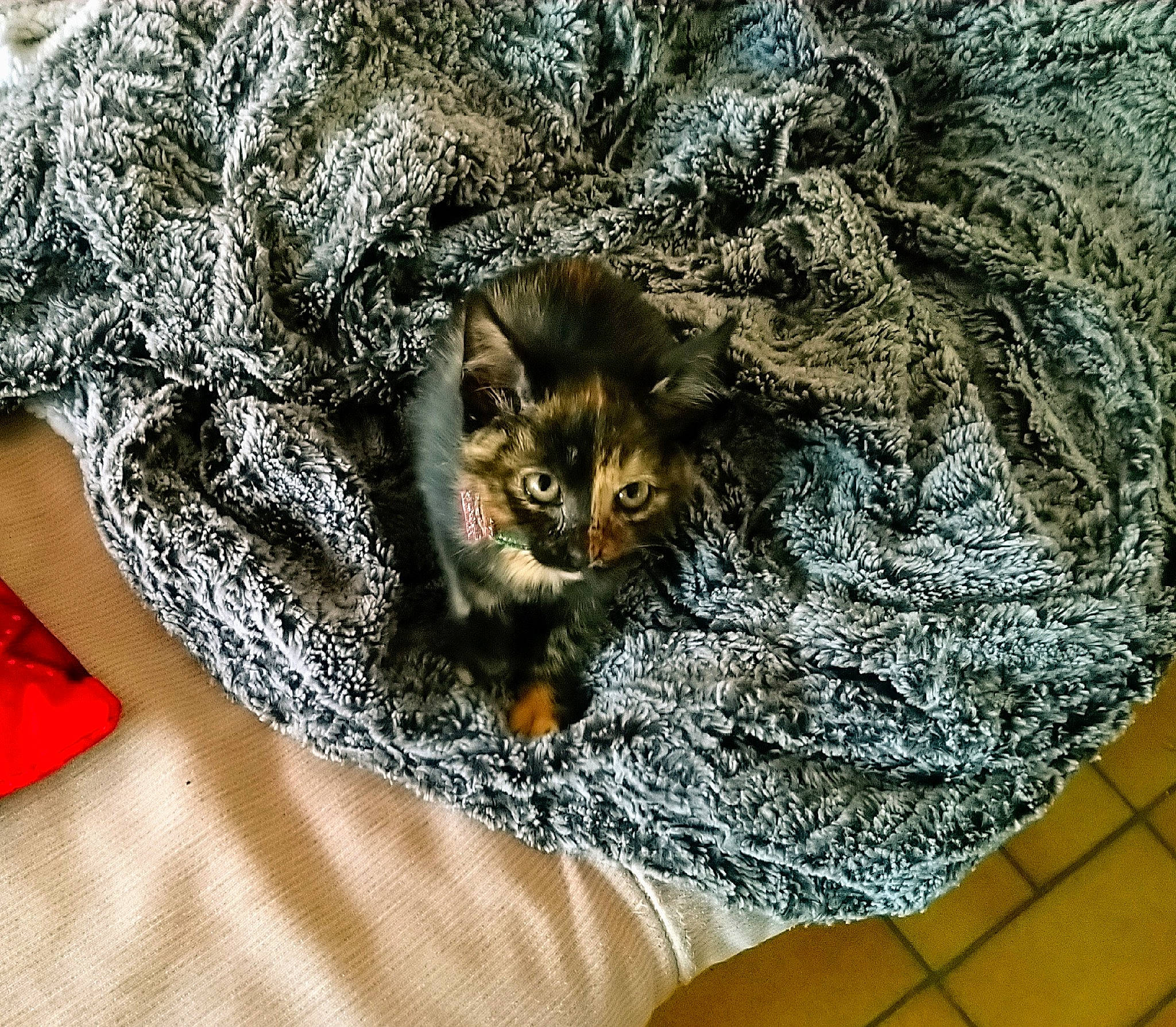 Izia a rejoint le concours — aidez-le/la à gagner de superbes lots ! asian, bengal, british_semi_longhair, carnivore, cat, domestic_short_haired_cat, dragon_li, european_shorthair, fawn, felidae, fur, kitten, pixie_bob, small_to_medium_sized_cats, tabby_cat, whiskers, wild_cat