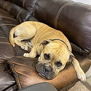 Bubba is registered to the contest to win money with this photo: dog, canine, tan_coat, short_hair, sleepy, lying_down, resting, face, eyes, muzzle, collar, leather_couch, recliner, furniture, indoor, living_room, cozy, close_up, portrait, relaxed