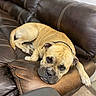 dog, canine, tan_coat, short_hair, sleepy, lying_down, resting, face, eyes, muzzle, collar, leather_couch, recliner, furniture, indoor, living_room, cozy, close_up, portrait, relaxed