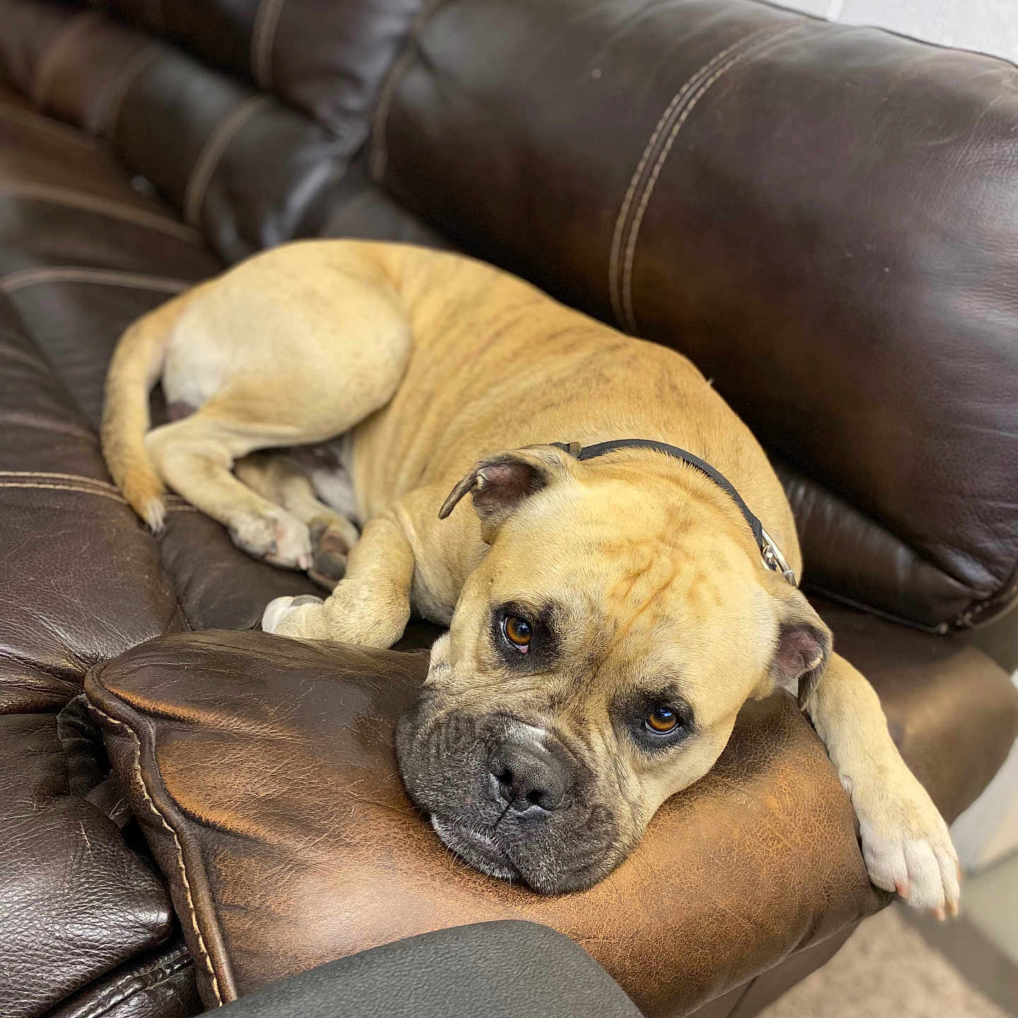 Bubba