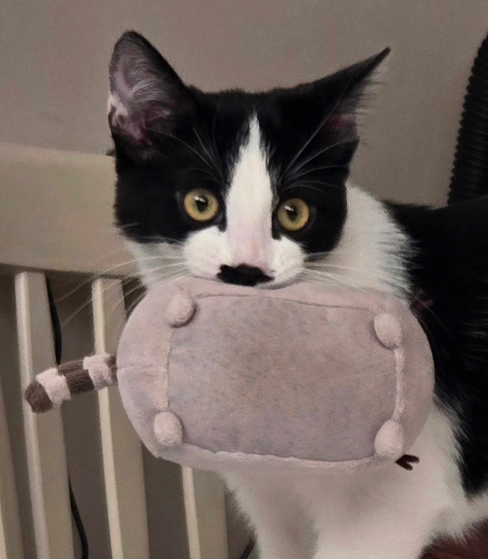 Ariel is registered to the contest to win money with this photo: cat, black_and_white, plush_toy, pet, indoor, curious, animal, feline, whiskers, ears, face, toy, mouth, closeup, portrait, household, cute, playful, domestic_animal, young