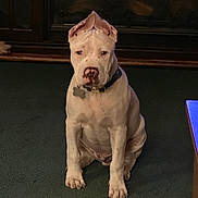 Buddy is registered to the contest to win money with this photo: animal, cabinet, calm, canine, carpet, collar, cute, dog, domestic_animal, ears, floor, furniture, house, indoor, looking, pet, portrait, sitting, waiting, white_dog