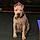 Buddy