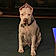 Buddy