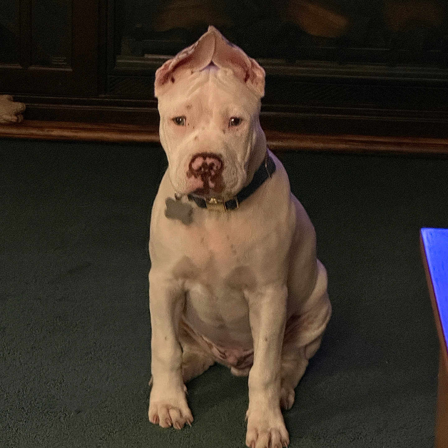Buddy