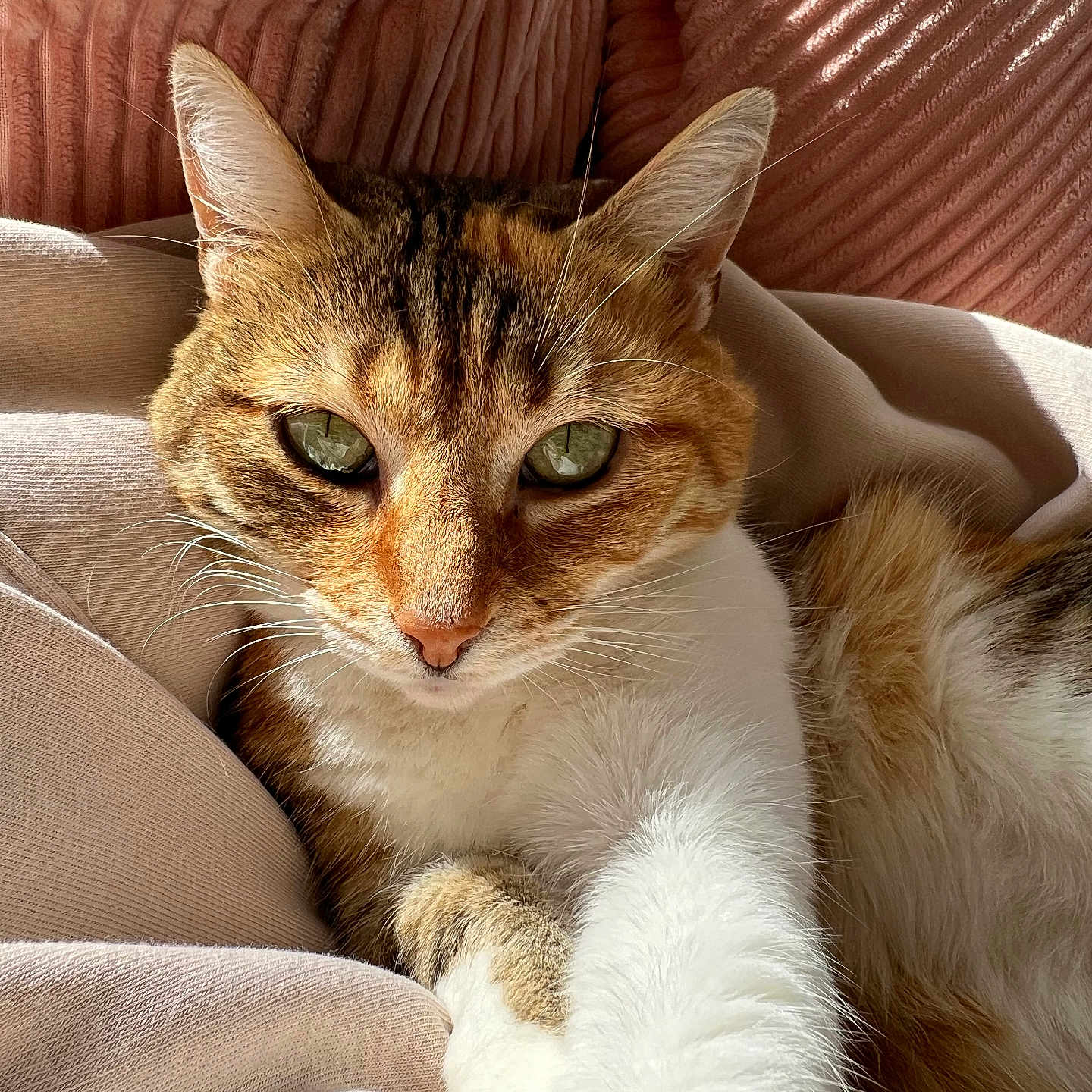 Olee participe au concours pour gagner de l'argent avec cette photo : abyssinian, animal, blanket, cat, couch, furniture, kitten, manx, person, pet, quilt, sleeping