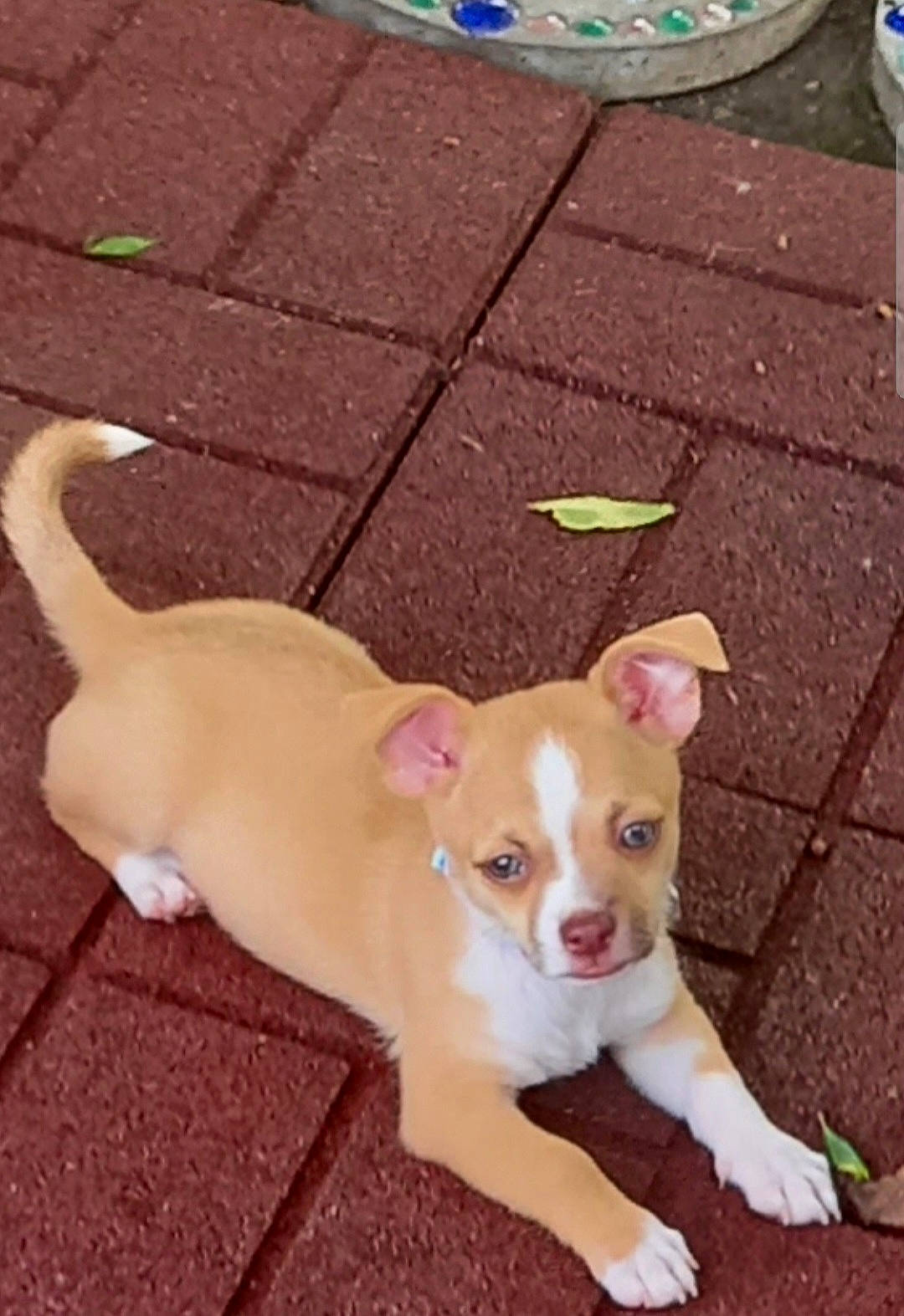 Aurora Eight Week Old Chihuahua