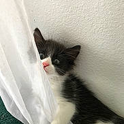 Mimi is registered to the contest to win money with this photo: animal, black_and_white, blue_eyes, cat, curtain, cute, floor, fur, hiding, home, indoor, kitten, paw, peeking, pet, pink_nose, portrait, wall, whiskers, window