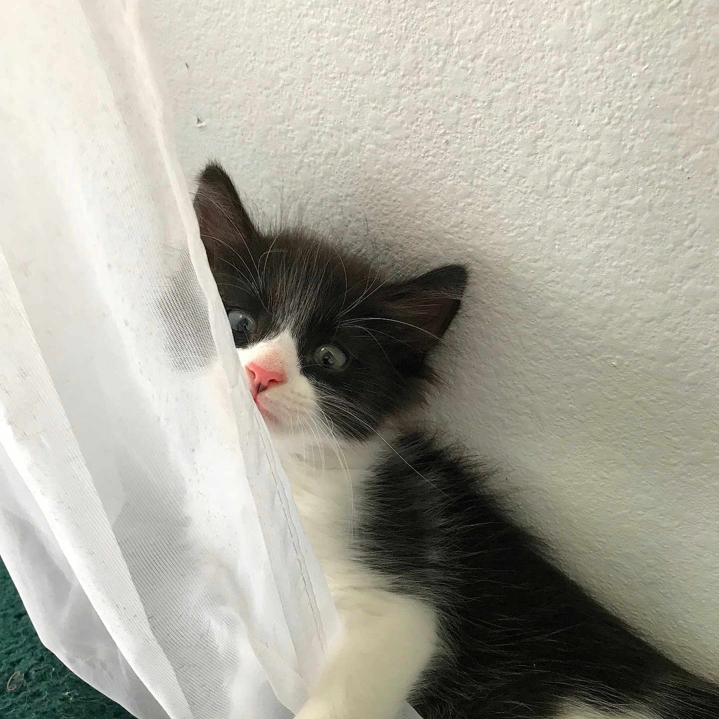 Mimi