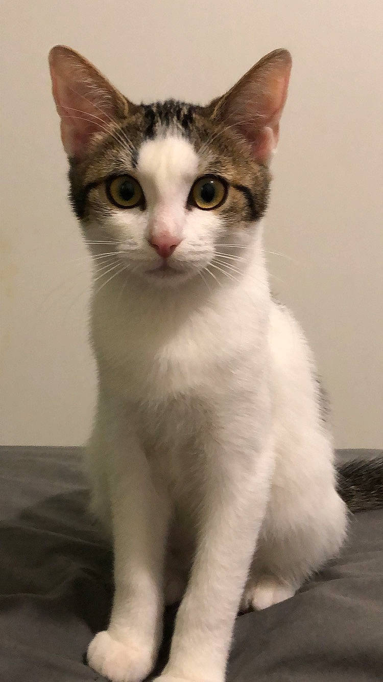 Lizy participe au concours pour gagner de l'argent avec cette photo : aegean_cat, american_wirehair, asian, carnivore, cat, domestic_short_haired_cat, european_shorthair, felidae, japanese_bobtail, javanese, kitten, mammal, ojos_azules, polydactyl_cat, small_to_medium_sized_cats, snout, turkish_angora, turkish_van, vertebrate, whiskers