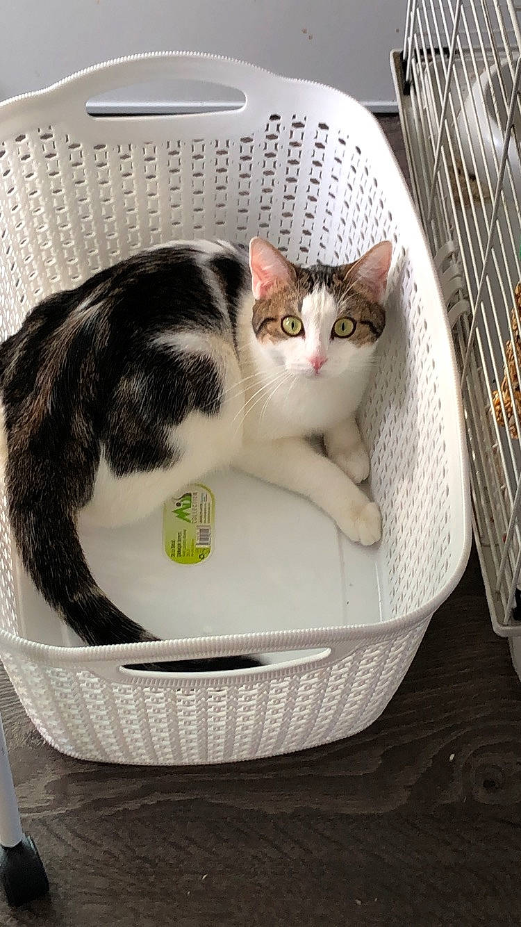 Lizy participe au concours pour gagner de l'argent avec cette photo : basket, carnivore, cat, cat_bed, domestic_short_haired_cat, european_shorthair, felidae, kitten, small_to_medium_sized_cats, whiskers, wicker