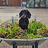 animal, black_dog, blurred_background, cute, dachshund, daylight, dog, funny_pose, garden, grass, greenery, nature, outdoor, pet, plant, sitting, small_dog, weeds, wheelbarrow, yard