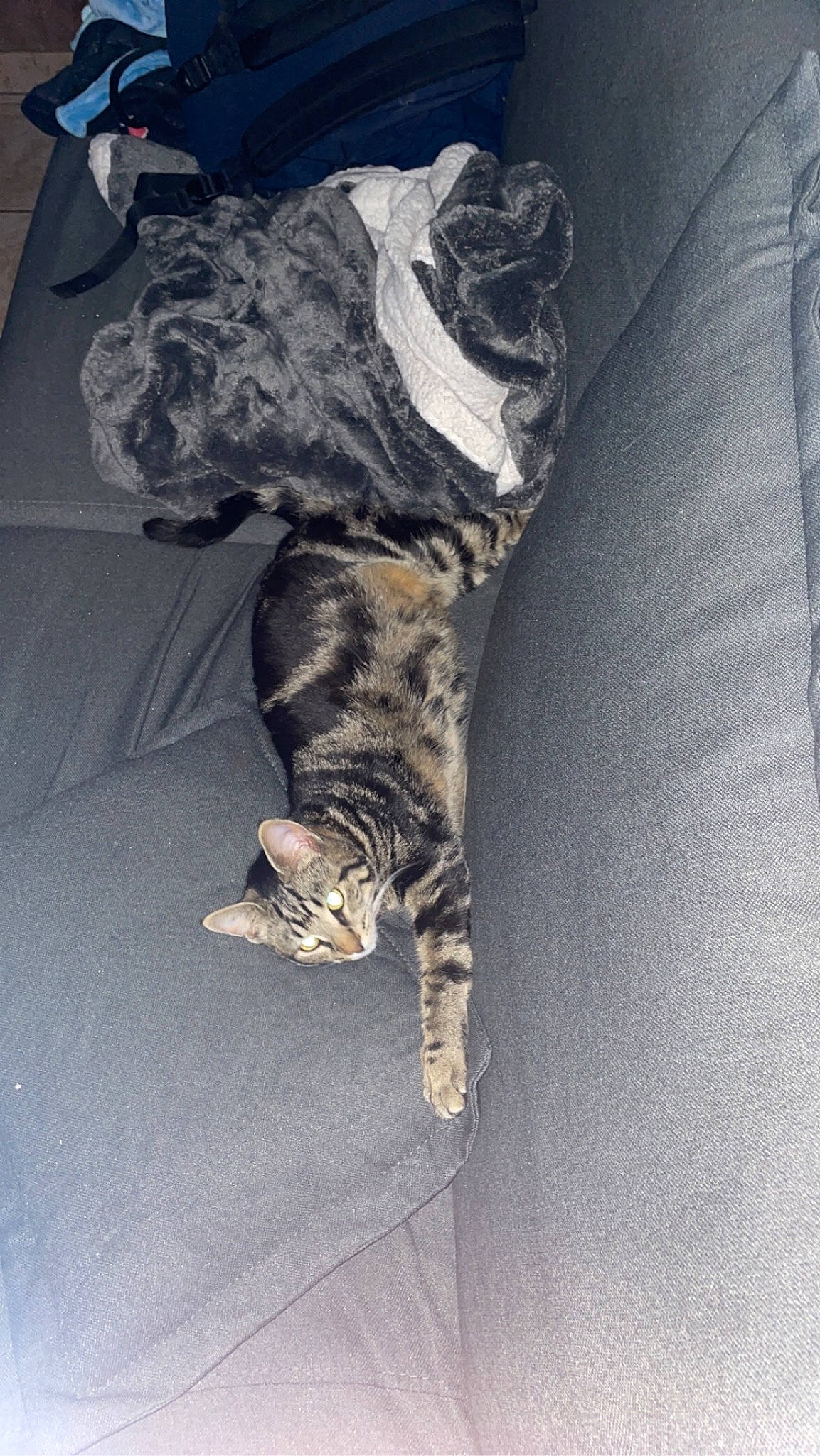 Tina a rejoint le concours — aidez-le/la à gagner de superbes lots ! canidae, carnivore, cat, claw, comfort, couch, dog_breed, domestic_short_haired_cat, felidae, fur, grey, human_leg, military_camouflage, paw, small_to_medium_sized_cats, snout, sporting_group, tail, terrestrial_animal, whiskers