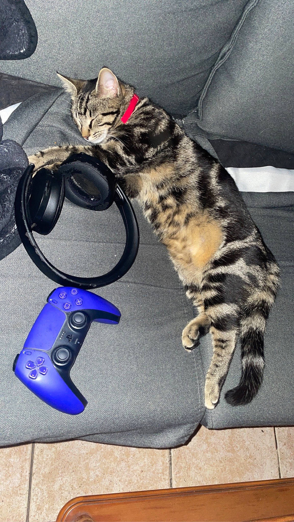 Tina participe au concours pour gagner de l'argent avec cette photo : audio_equipment, bag, carnivore, cat, claw, comfort, couch, domestic_short_haired_cat, eyewear, fashion_accessory, felidae, foot, fur, input_device, lap, luggage_and_bags, paw, small_to_medium_sized_cats, tail, whiskers