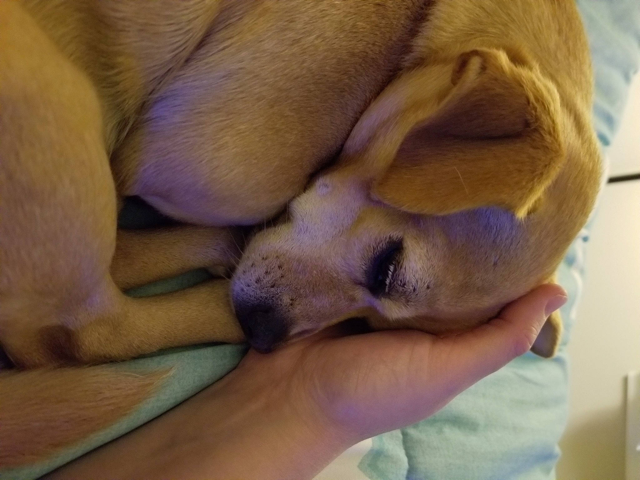 Tucker joined the competition — help win amazing prizes! bedtime, canidae, carnivore, companion_dog, dog, dog_breed, fawn, finger, nail, nap, paw, puppy, skin, sleep, snout, sporting_group, thumb, working_animal, working_dog, yellow