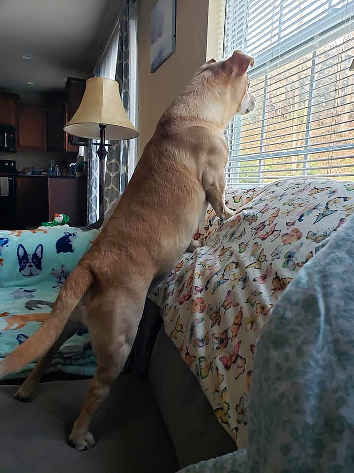 Tucker is registered to the contest to win money with this photo: canidae, carnivore, collar, companion_dog, dog, dog_breed, fawn, interior_design, lamp, lampshade, linens, liver, mesh, picture_frame, room, snout, sporting_group, tail, window_covering, working_animal