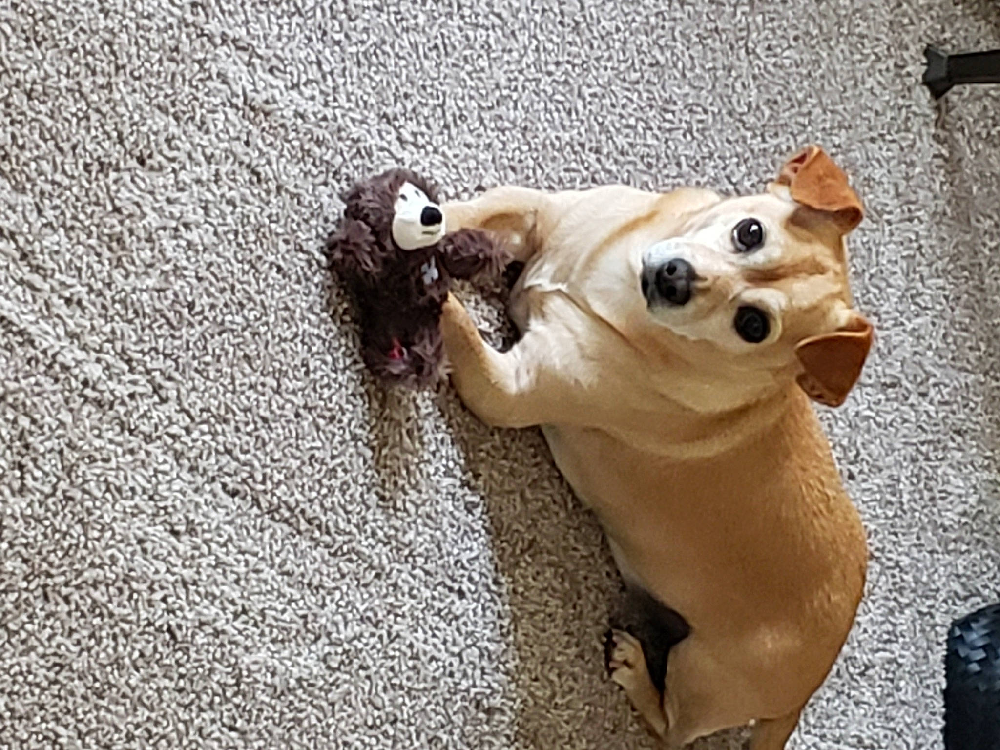 Tucker is registered to the contest to win money with this photo: animal_figure, canidae, carnivore, companion_dog, dog, dog_breed, dog_supply, dog_toy, fawn, figurine, non_sporting_group, paw, pet_supply, snout, sporting_group, stuffed_toy, terrestrial_animal, toy, working_animal, working_dog