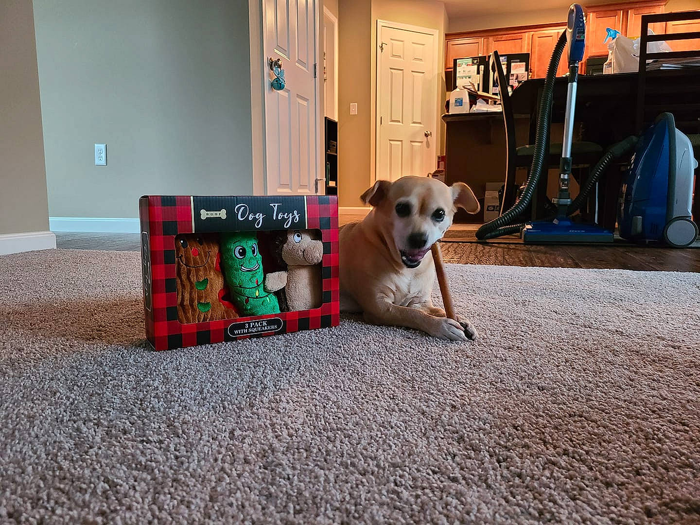 Tucker joined the competition — help win amazing prizes! bag, baggage, canidae, carnivore, companion_dog, dog, dog_breed, dog_supply, floor, flooring, home, home_appliance, luggage_and_bags, pet_supply, puppy, shelf, shelving, snout, sporting_group, working_animal