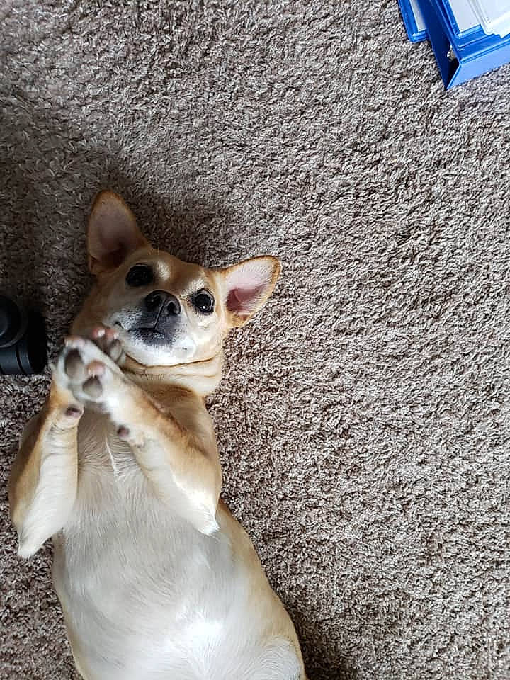 Tucker is registered to the contest to win money with this photo: canidae, carnivore, chihuahua, companion_dog, dog, dog_breed, fawn, non_sporting_group, paw, snout, terrestrial_animal, toy_dog, whiskers, working_animal