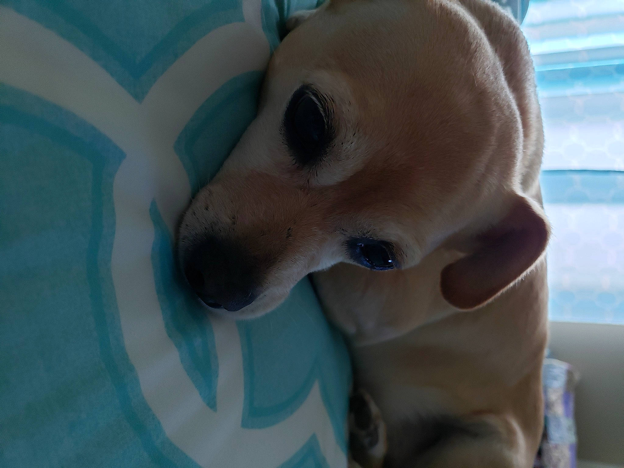 Tucker joined the competition — help win amazing prizes! canidae, carnivore, dog, dog_breed, ear, fawn, nose, snout