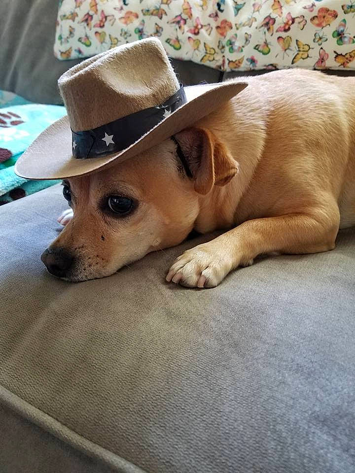 Tucker is registered to the contest to win money with this photo: canidae, carnivore, comfort, companion_dog, dog, dog_breed, ear, fashion_accessory, fawn, fedora, flooring, fur, hat, pet_supply, snout, sporting_group, sun_hat, whiskers, wood, working_animal