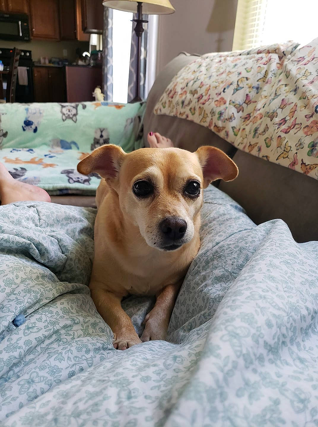 Tucker joined the competition — help win amazing prizes! bed, bedding, cabinetry, carnivore, comfort, companion_dog, dog, dog_breed, fawn, home, home_accessories, interior_design, lampshade, linens, room, snout, toy_dog, whiskers, working_animal