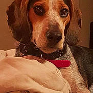 Cowboy is registered to the contest to win money with this photo: