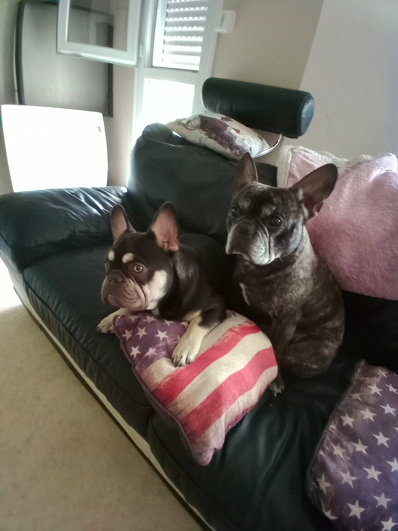 Spike participe au concours pour gagner de l'argent avec cette photo : black_cat, brown, canidae, carnivore, cat, comfort, companion_dog, couch, dog_breed, fawn, felidae, grey, linens, living_room, mammal, small_to_medium_sized_cats, sporting_group, tail, vertebrate, whiskers