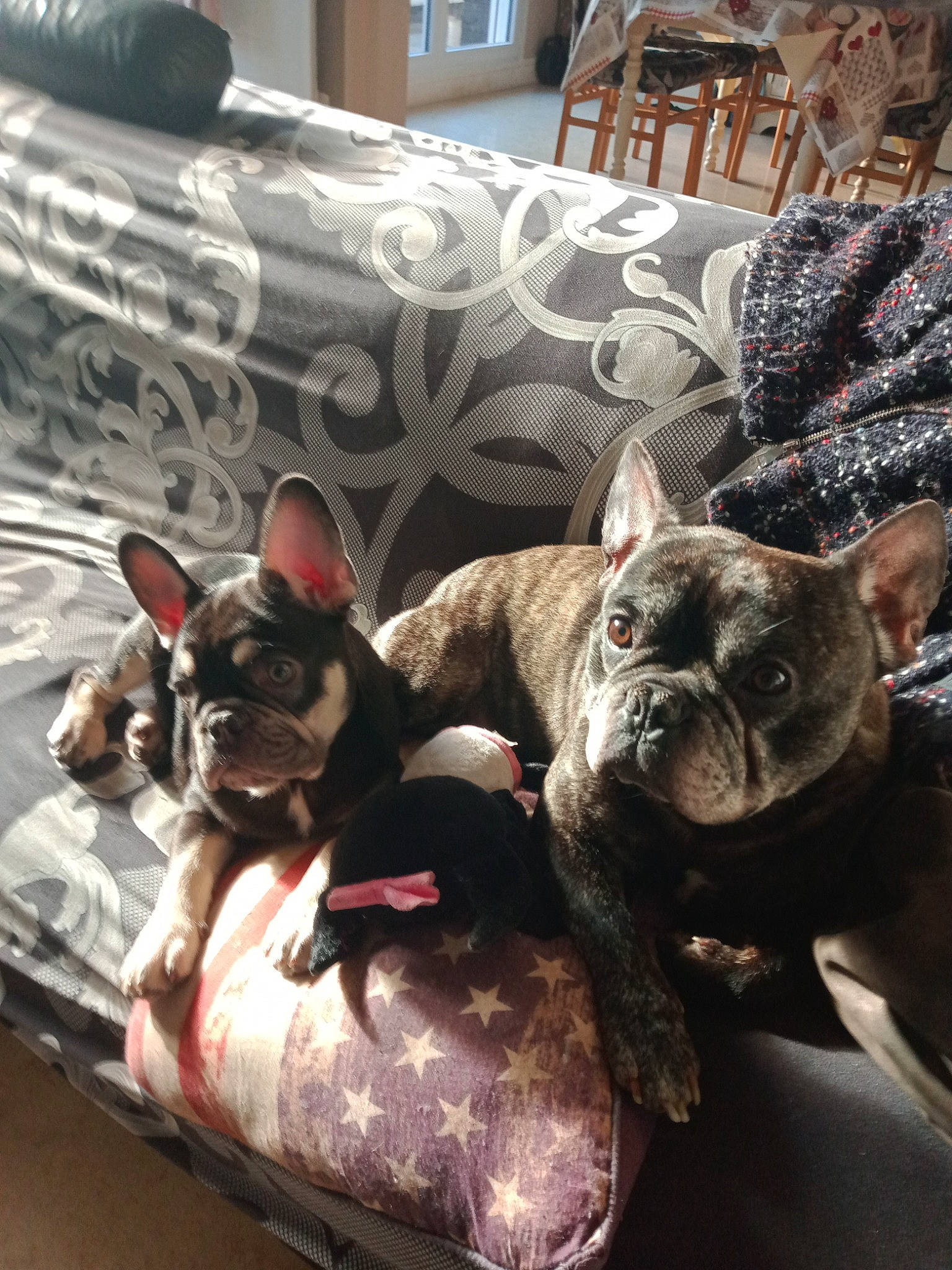 Spike participe au concours pour gagner de l'argent avec cette photo : boston_terrier, bulldog, canidae, carnivore, comfort, companion_dog, couch, dog, dog_breed, fawn, grey, linens, liver, room, snout, sporting_group, terrestrial_animal, toy_dog, whiskers, working_animal