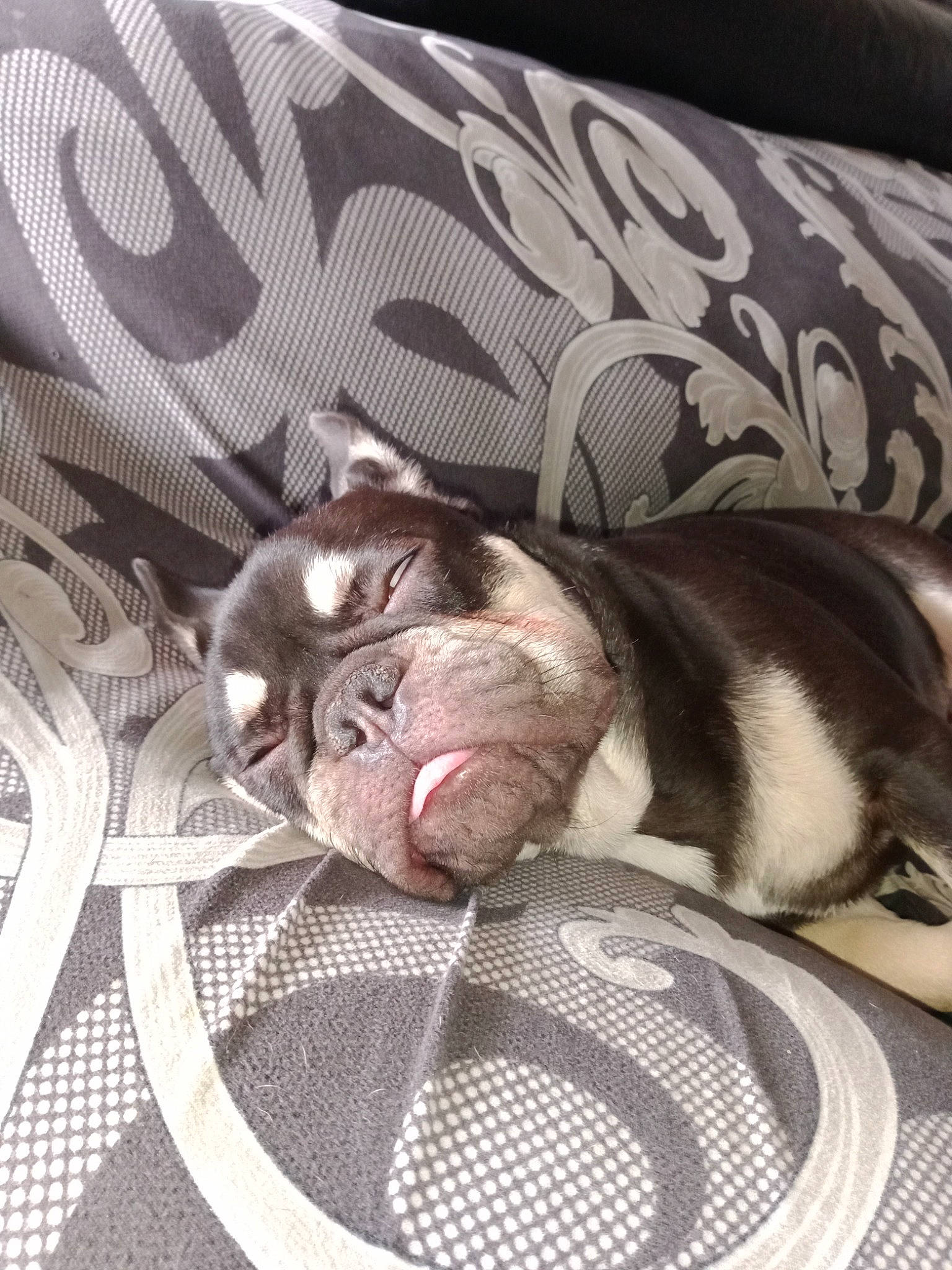 Spike participe au concours pour gagner de l'argent avec cette photo : canidae, carnivore, comfort, companion_dog, dog, dog_breed, dog_supply, fawn, felidae, fur, grey, linens, liver, paw, small_to_medium_sized_cats, snout, sporting_group, textile, whiskers, white