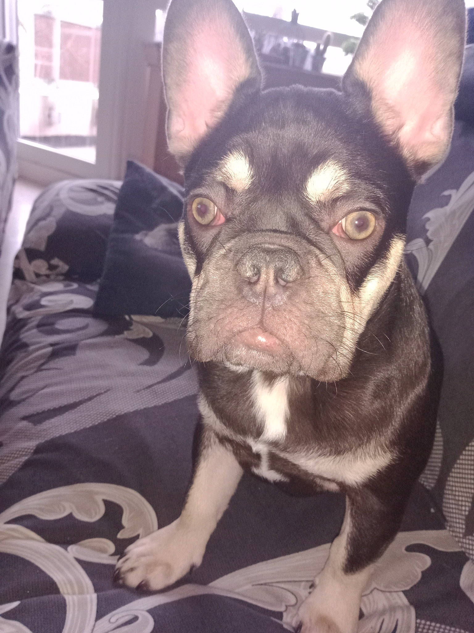 Spike participe au concours pour gagner de l'argent avec cette photo : bulldog, canidae, carnivore, comfort, companion_dog, dog, dog_breed, dog_collar, ear, fawn, french_bulldog, selfie, snapshot, snout, sporting_group, terrestrial_animal, toy_dog, whiskers, working_animal, wrinkle