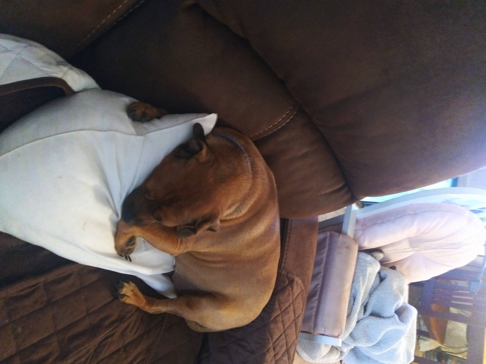 Toby is registered to the contest to win money with this photo: car_seat, car_seat_cover, carnivore, collar, comfort, companion_dog, dog, dog_breed, dog_collar, dog_supply, fawn, linens, liver, snout, sporting_group, tail, tree, wood, working_animal, wrinkle