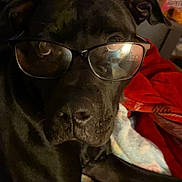 Minnie joined the competition — help win amazing prizes! dog, black_dog, glasses, indoor, blanket, pet, animal, close_up, face, nostrils, ears, snout, fur, relaxed, home, cozy, red_blanket, door, shelf, reflection