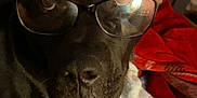 Minnie joined the competition — help win amazing prizes! animal, black_dog, blanket, close_up, cozy, dog, door, ears, face, fur, glasses, home, indoor, nostrils, pet, red_blanket, reflection, relaxed, shelf, snout