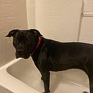 Minnie joined the competition — help win amazing prizes! dog, bathtub, black_dog, pet, domestic_animal, bathroom, tile_wall, collar, canine, animal, standing, indoor, fur, looking, expression, drain, white, clean, curious, mammal