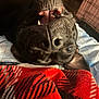 Minnie joined the competition — help win amazing prizes! dog, black_dog, upside_down, teeth, blanket, bed, cozy, pet, animal, cute, playful, lying_down, indoor, closeup, fur, snout, nostrils, ears, canine, relaxed