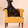 Minnie is registered to the contest to win money with this photo: alert, animal, armchair, black_dog, brown_eyes, calm, canine, dog, furniture, human_hand, indoor, looking, paw, pet, portrait, resting, seated, short_hair, studio, treat