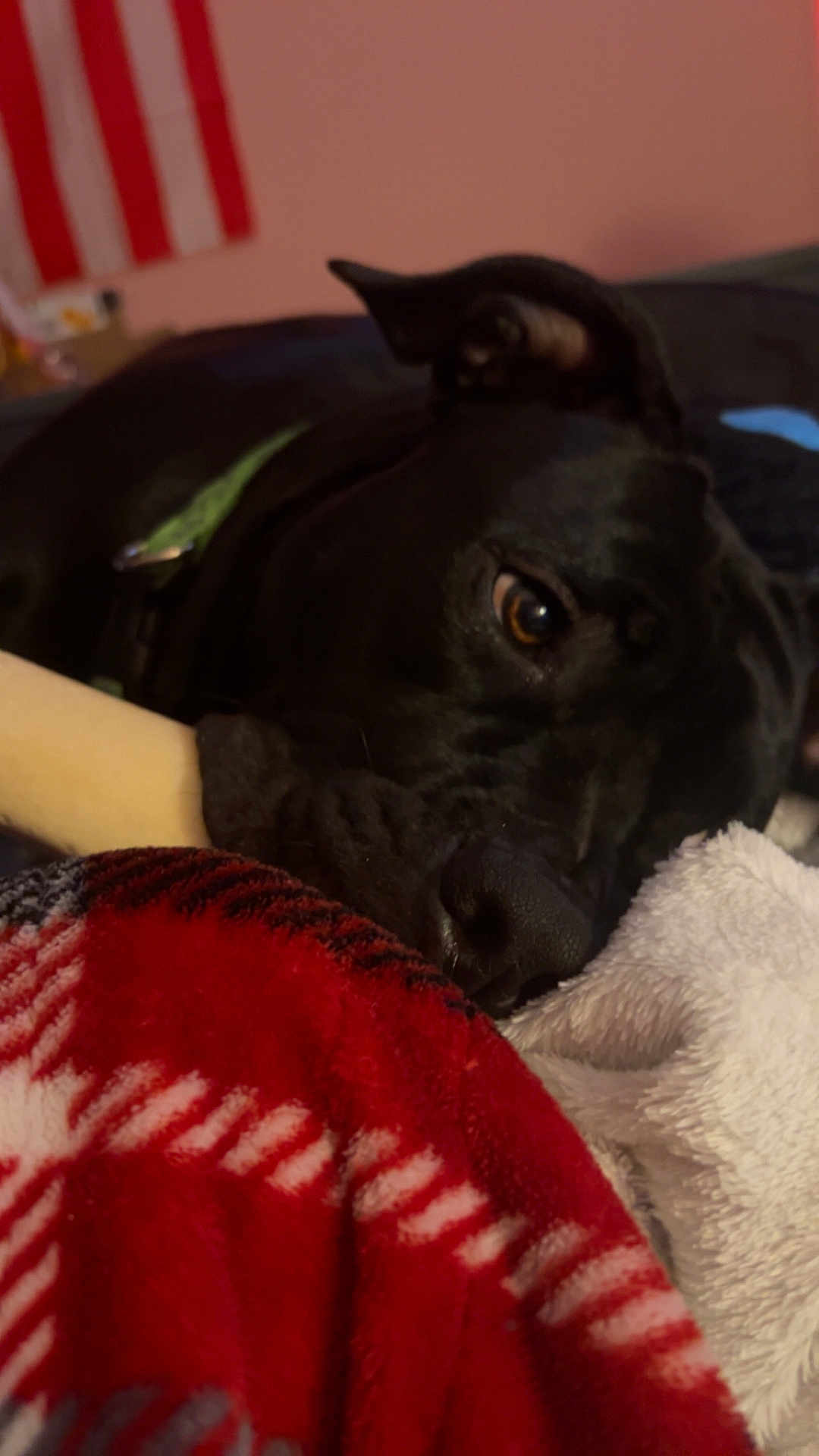 Minnie joined the competition — help win amazing prizes! dog, black_dog, bone, blanket, red_blanket, white_blanket, indoor, cozy, pet, sleepy, close_up, fur, animal, resting, nose, ear, bed, comfort, relaxation, canine