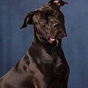 Minnie is registered to the contest to win money with this photo: animal, background, black_dog, canine, closeup, cute, dog, domestic_animal, ears, expression, friendly, fur, head_tilt, indoor, looking, muzzle, pet, portrait, studio, tongue