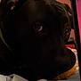 Minnie joined the competition — help win amazing prizes! dog, black_dog, bed, blanket, indoor, mirror, shelf, television, room, pink_wall, pet, close_up, looking_away, furniture, soft_light, cozy, animal, companion, resting, domestic