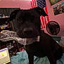 dog, black_dog, plastic_bottle, bed, blanket, american_flag, fan, string_lights, pink_wall, poster, shelf, indoor, pet, animal, blur, furniture, room, casual, candid, cozy