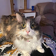 Sadie joined the competition — help win amazing prizes! cat, calico_cat, fluffy, pet, animal, indoor, blanket, couch, cat_tree, furniture, living_room, whiskers, close_up, curious, pink_nose, tabby, domestic_cat, relaxed, fur, cute