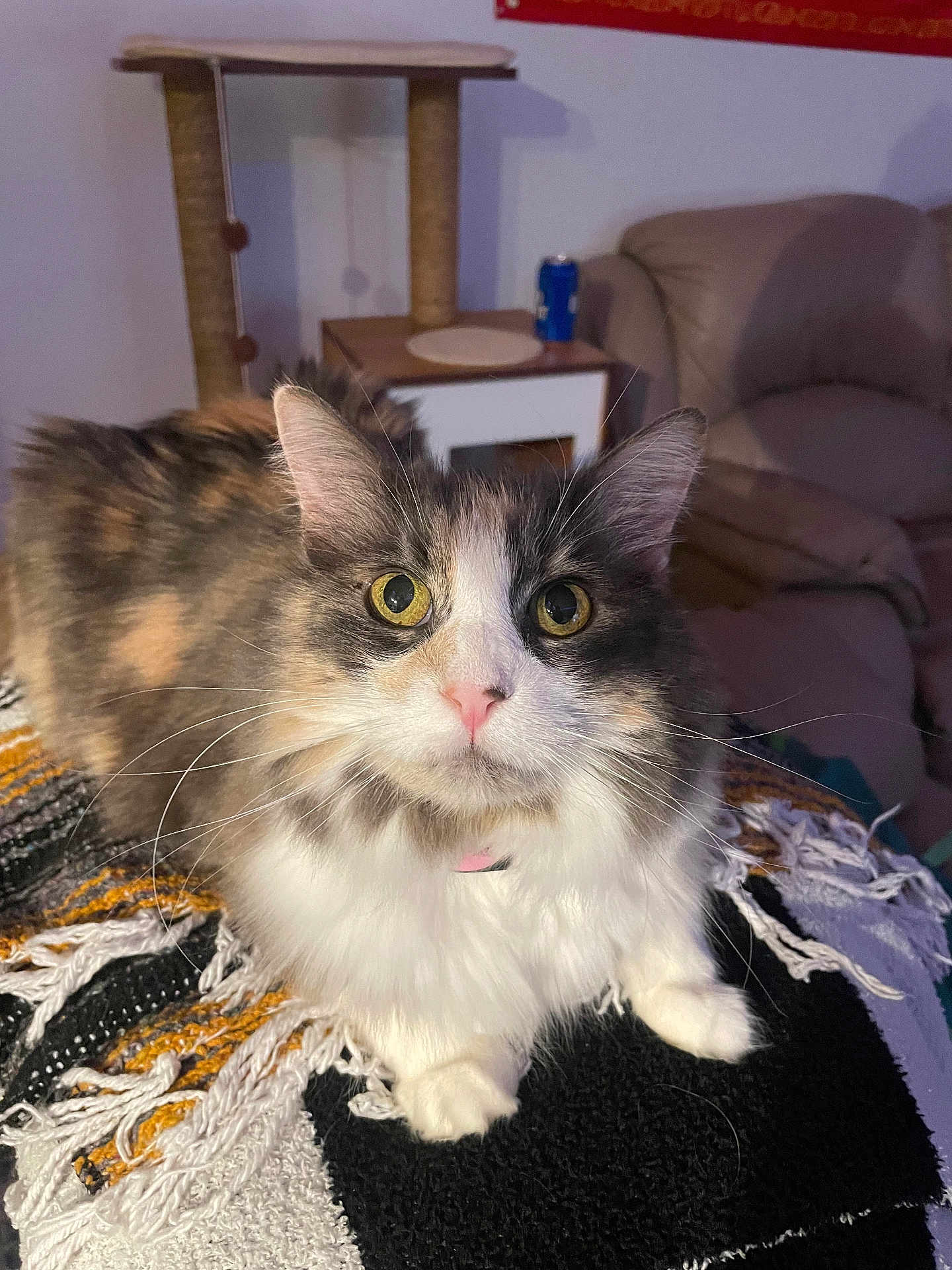 Sadie